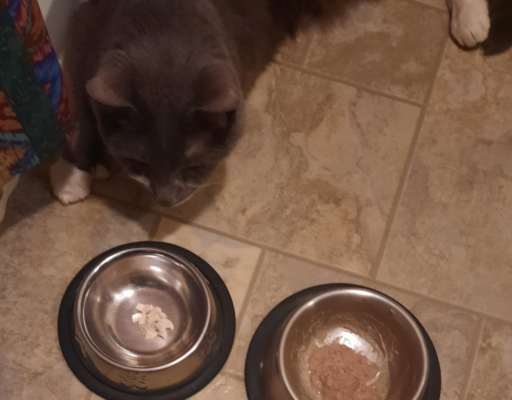 Paws Eating 2 Bowls