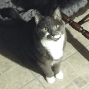 BellenPaws.com - Paws at Feeding Time