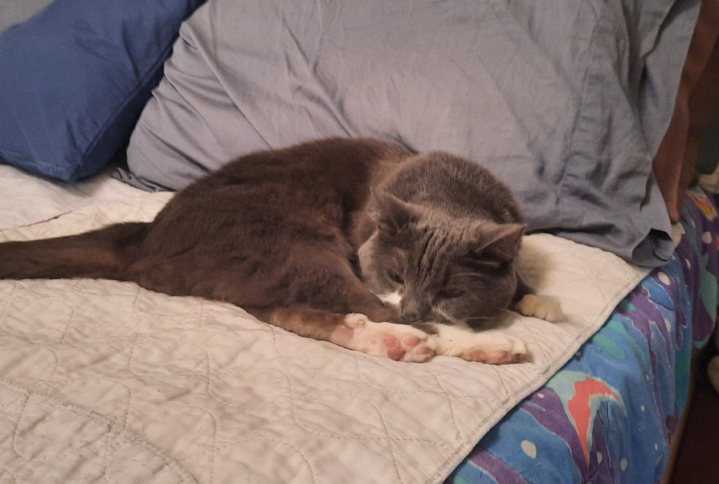 Paws Feeling Depressed