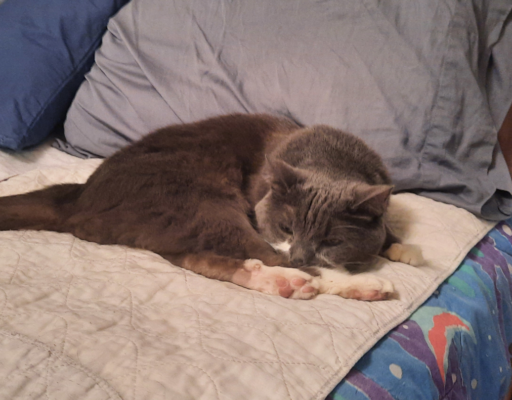 Paws Feeling Depressed