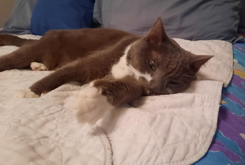 Paws Feeling Lethargic