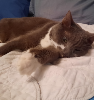 Finding Joy in the Quiet Moments with a Lethargic Pet