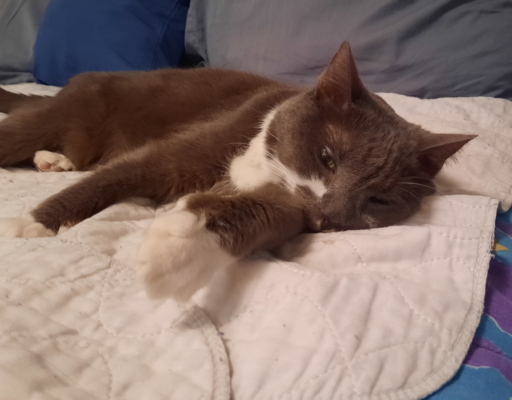 Paws Feeling Lethargic