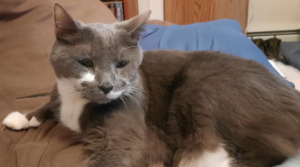 BellenPaws.com - Paws feeling Low