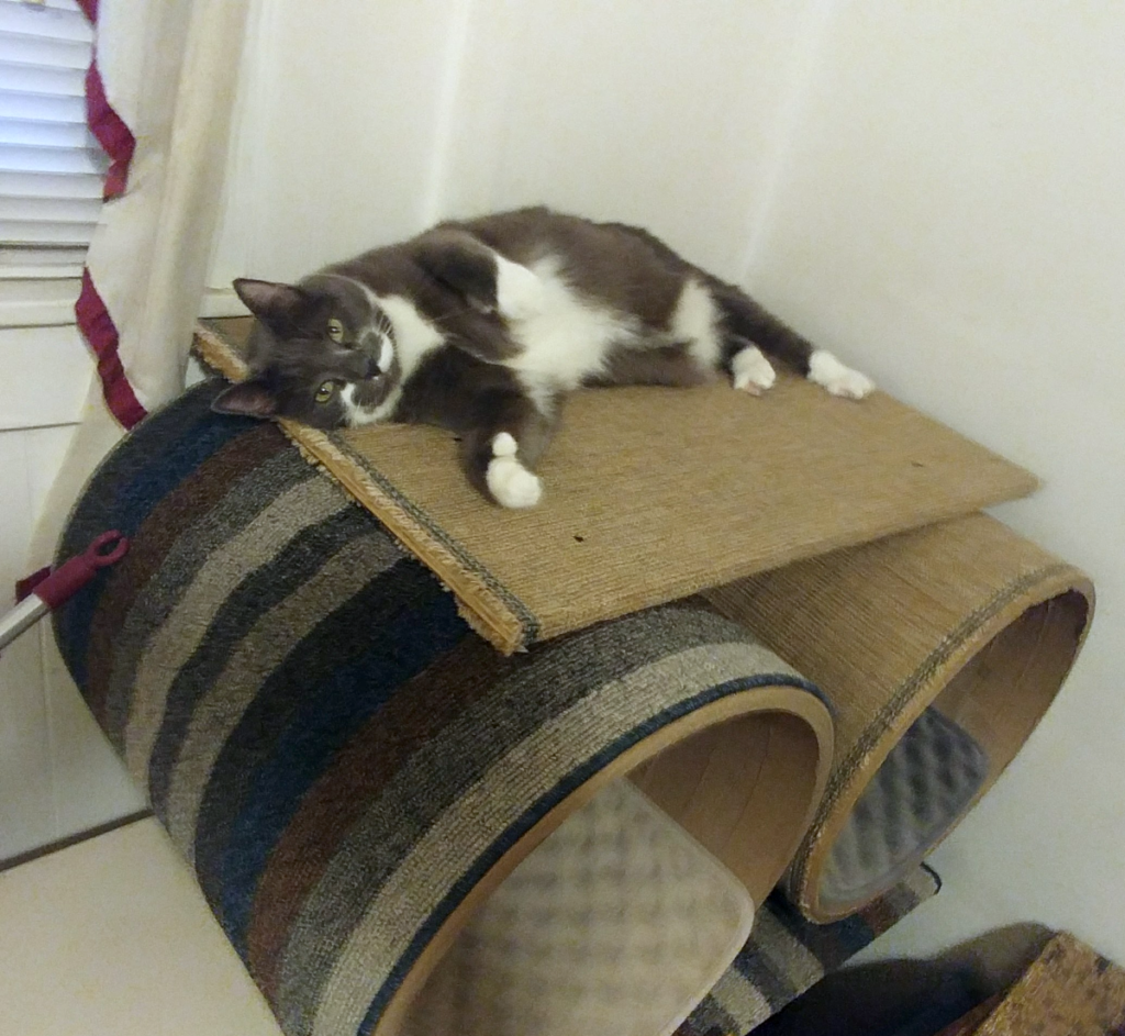 Paws with First Tree