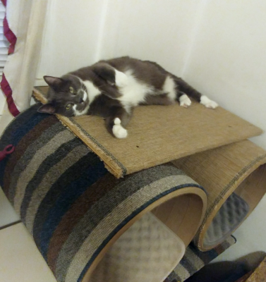 Building Pet Furniture with Love, Thinking with Care