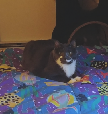 Why Senior Pets Are Overlooked in Shelters