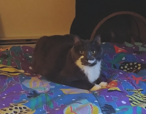 BellenPaws.com Paws on the Futon