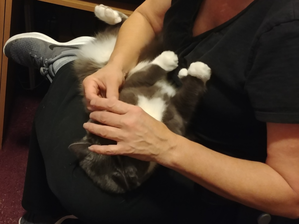 Paws Getting Pilled