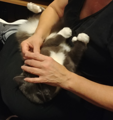The Daily Routine of Pilling a Difficult Cat