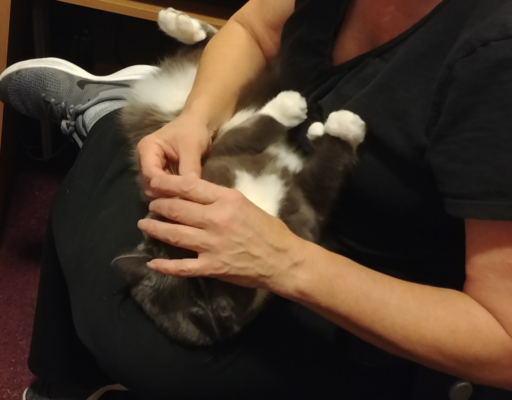 Paws Getting Pilled