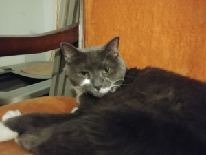 Paws Waking in Chair