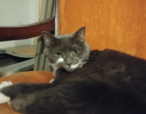 Paws in Chair