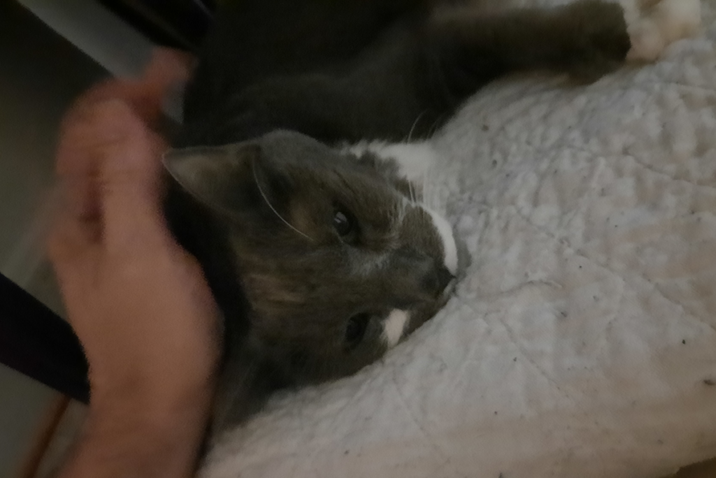 Paws in his Final Care
