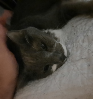 Caring for the Caregiver: Managing Compassion Fatigue During Pet Hospice Care