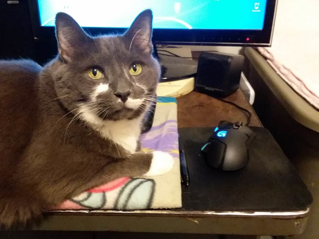 Paws in Front of Computer