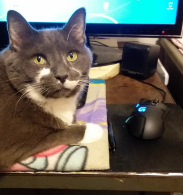 When Your Pet Follows You Everywhere, You Are Their Whole World