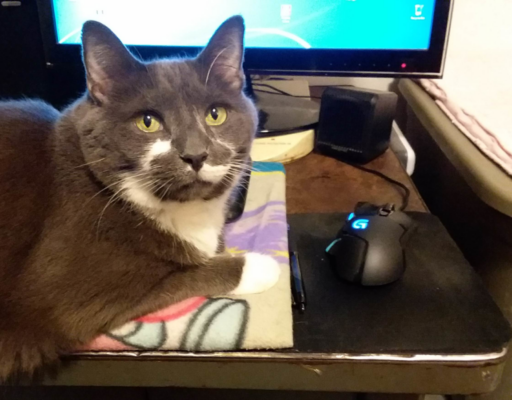 Paws in Front of Computer