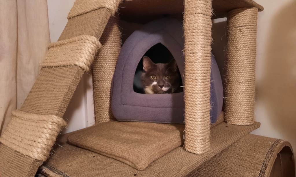Paws retreats to his Hut