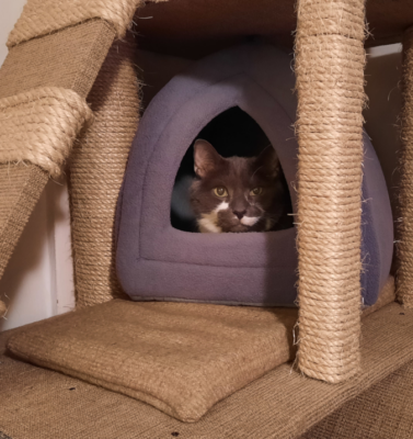 Creating a “Safe Zone” Retreat for Anxious Animals