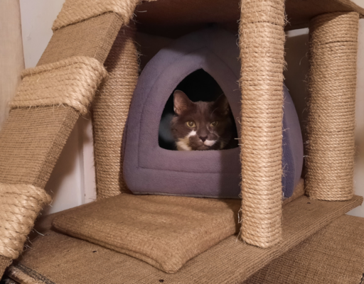 Paws retreats to his Hut