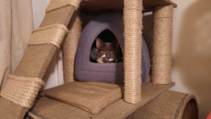 BellenPaws.com - Paws in his hut