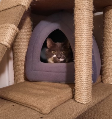 Building a DIY Cat Tree for Senior Cats Using Simple Materials You Already Have