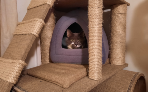 Building a DIY Cat Tree for Senior Cats Using Simple Materials You Already Have