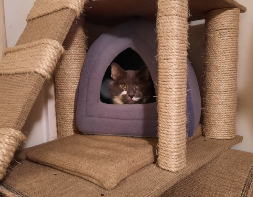 BellenPaws.com - Paws in his hut