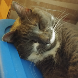 BellenPaws.com - Paws Overjoyed