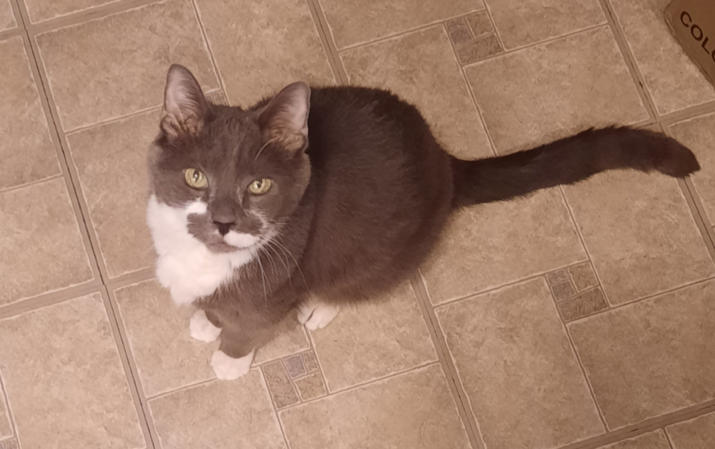 Paws in Kitchen