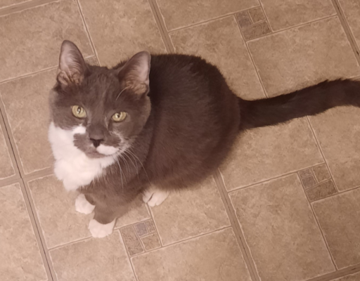 Paws in Kitchen