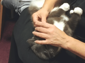 BellenPaws.com - Paws and Meds