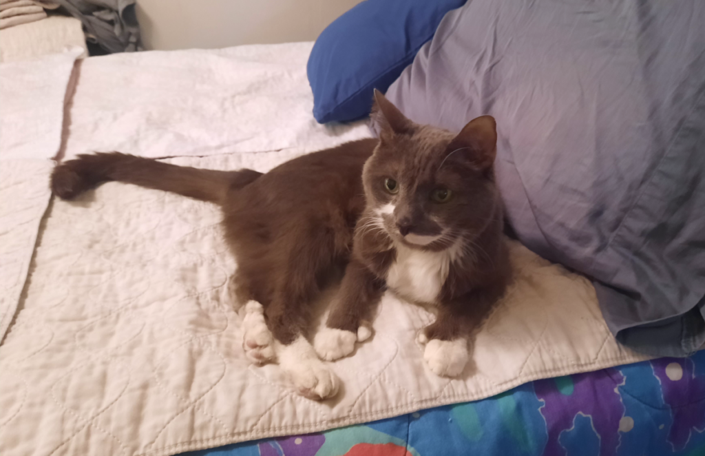 Paws on the Bed Curious