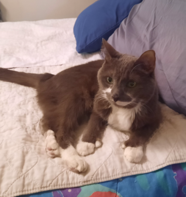 Before You Adopt a Senior Rescue: The Costs, Care, and Daily Realities Worth Planning For