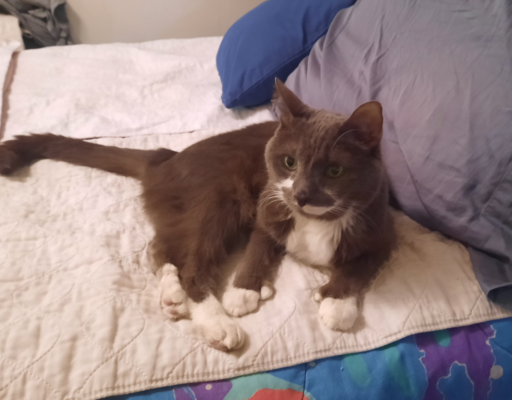 Paws on the Bed Curious