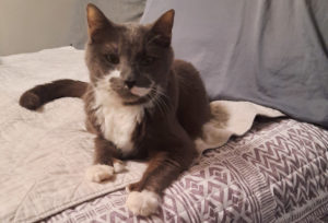 Paws on Bed with Pillow
