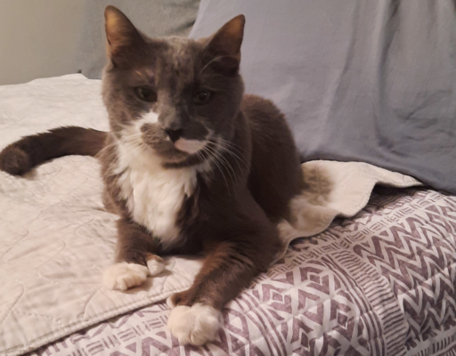 Paws on Bed with Pillow
