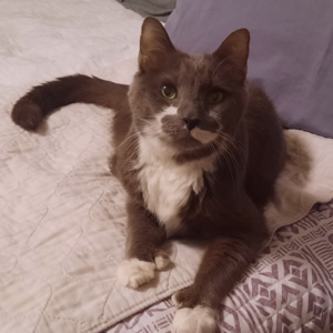 Paws on the Bed