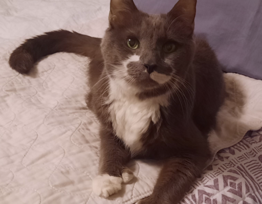 BellenPaws.com - Paws on the Bed