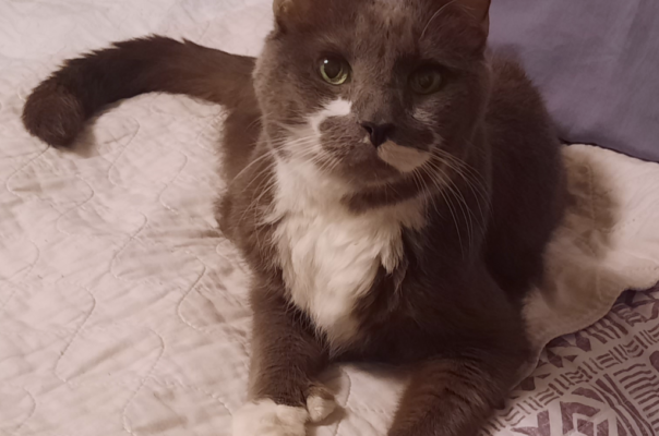 The Long-Term Impact of Declawing on Cat Health