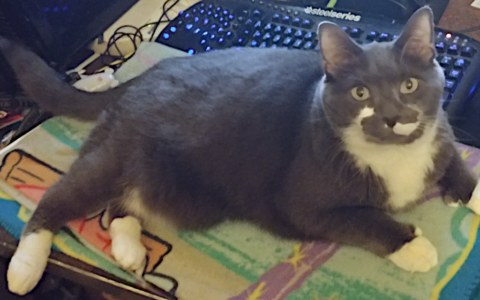 Weight Management for Senior Pets: Why Losing Those Extra Pounds Is the Best Thing for Aging Joints