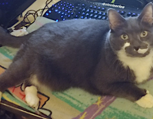 BellenPaws.com - Paws on the PC