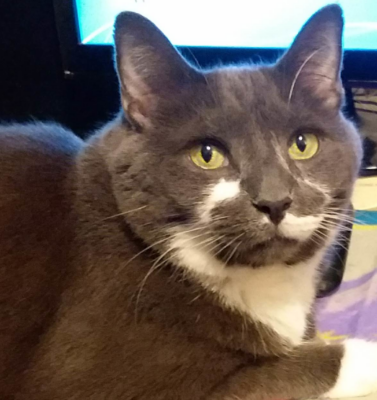 Essential Questions Every Parent Must Ask Before Adopting an Older Pet