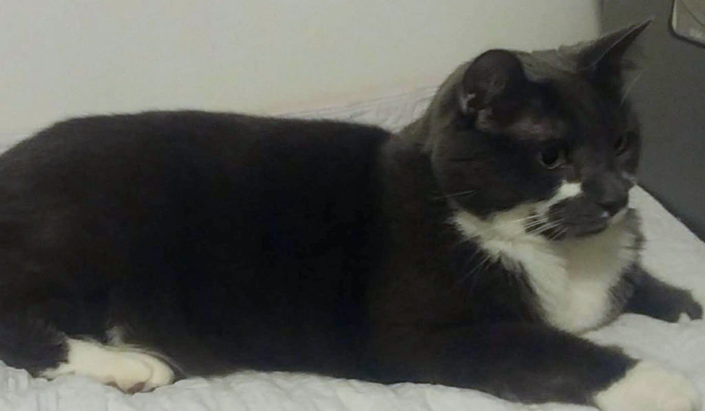 Paws on his Pad