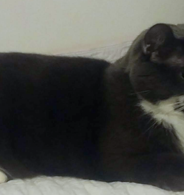 Nighttime Restlessness and Night Blindness in Senior Pets: Lighting and Bedtime Routines That Can Help