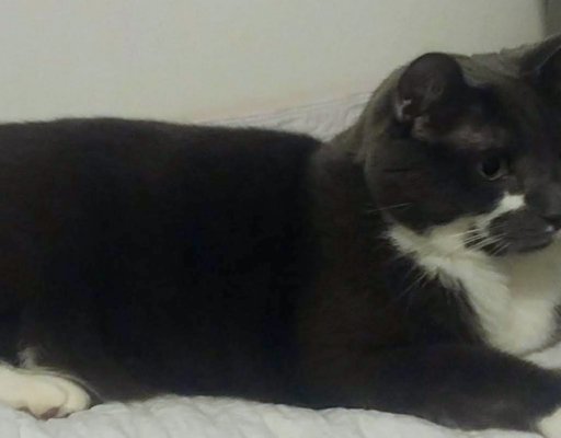 Paws on his Pad