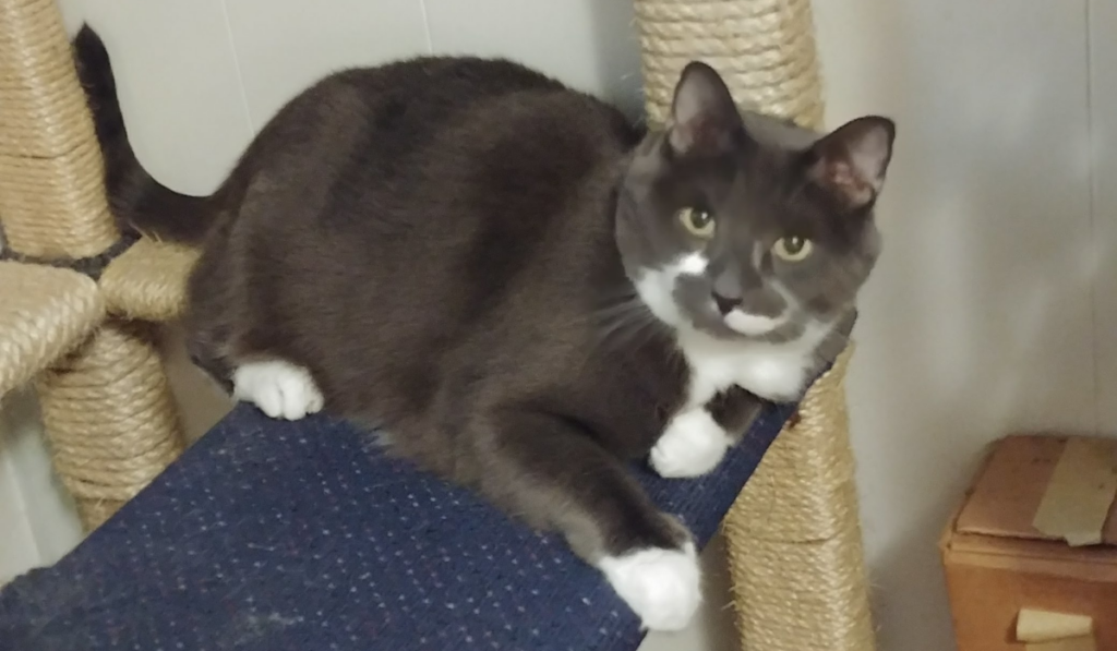 Paws on Living Room Tree