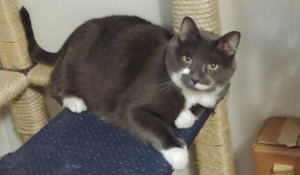 Paws on Living Room Tree