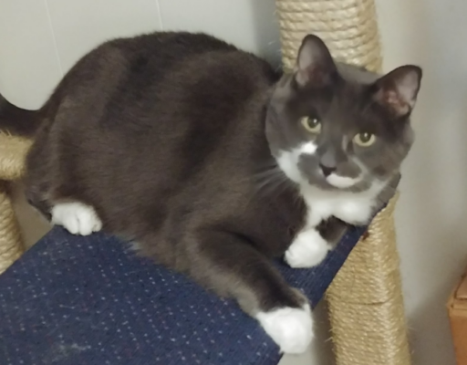 Paws on Living Room Tree